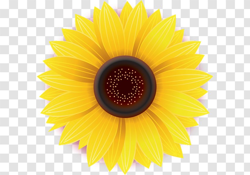 Common Sunflower Daisy Family Yellow Stock Photography - Close Up - Flower Transparent PNG