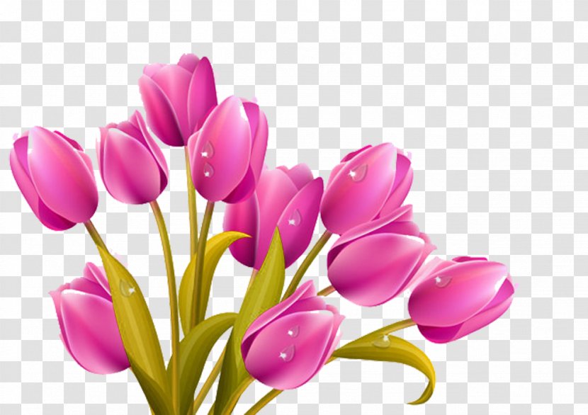 Tulip Flower Bouquet Clip Art - Stock Photography - Cartoon Purple Picture Material Transparent PNG