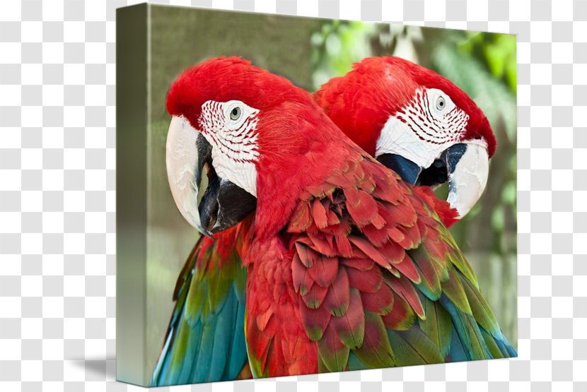 Macaw Bird Parakeet Loriini Gallery Wrap - Lorikeet Transparent PNG