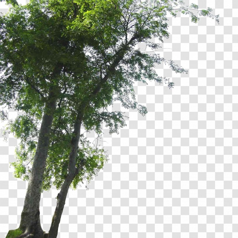 Tree Landscape - Woody Plant - Foreground Transparent PNG