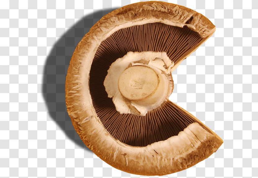 Agaricus Edible Mushroom - Fungus - Design Transparent PNG