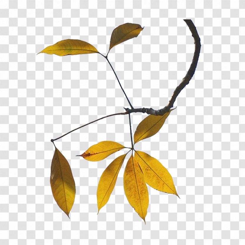 Leaf Twig Image Design - Tree Transparent PNG