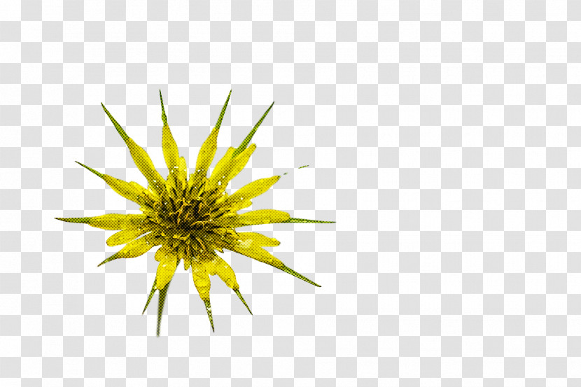 Dandelion Yellow Transparent PNG
