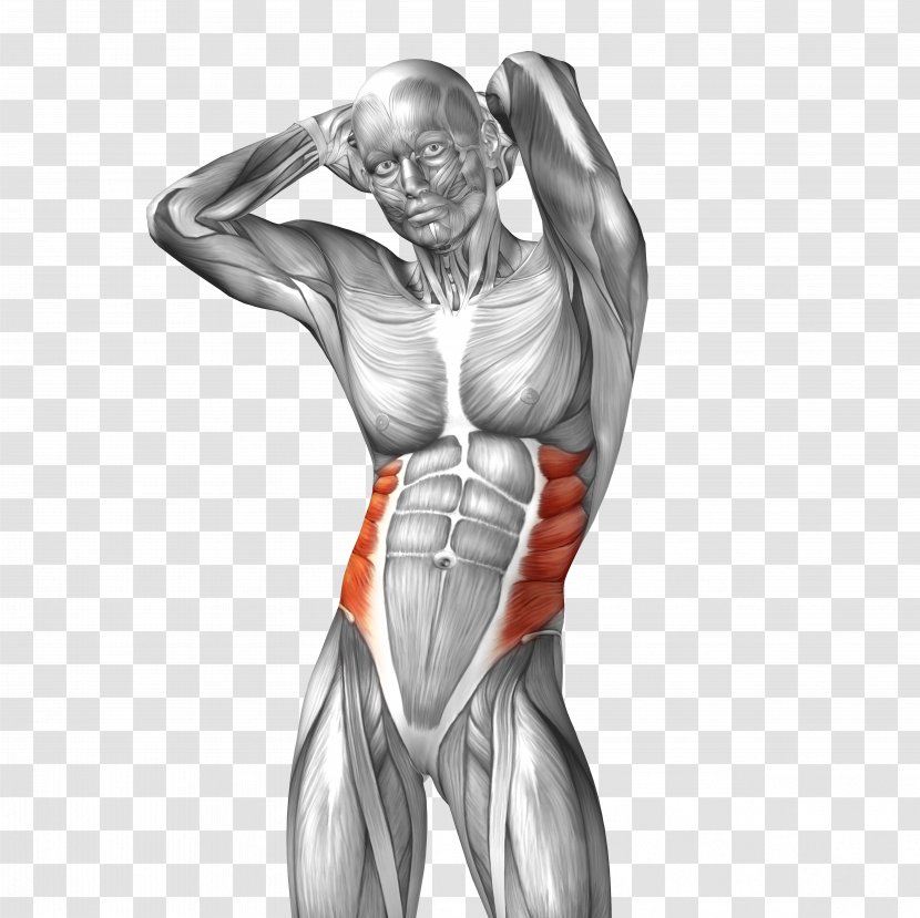 Abdominal External Oblique Muscle Internal Rectus Abdominis Anatomy - Watercolor - Man Body Model Transparent PNG