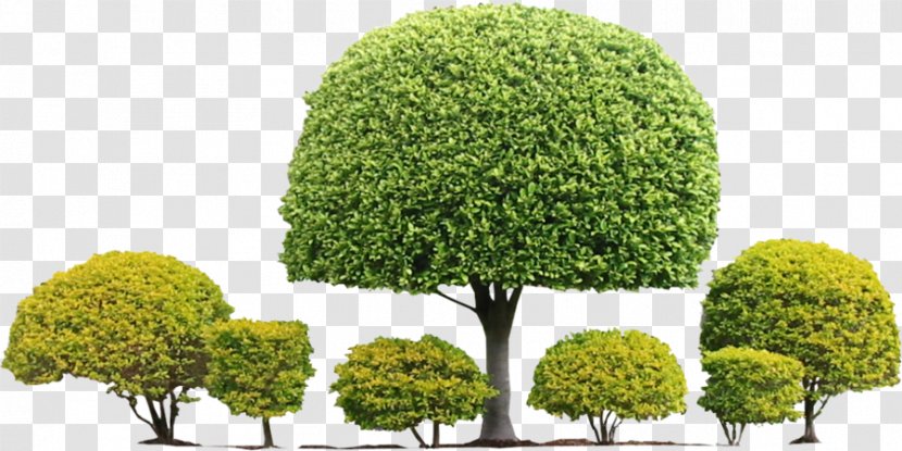 Tree Topiary Shrub Hedge Evergreen - Spindle Transparent PNG