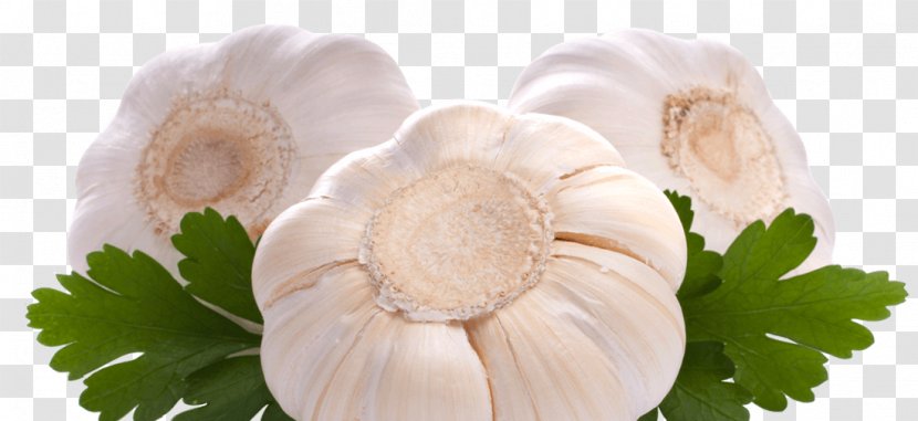 Garlic Stock Photography Food - Petal Transparent PNG