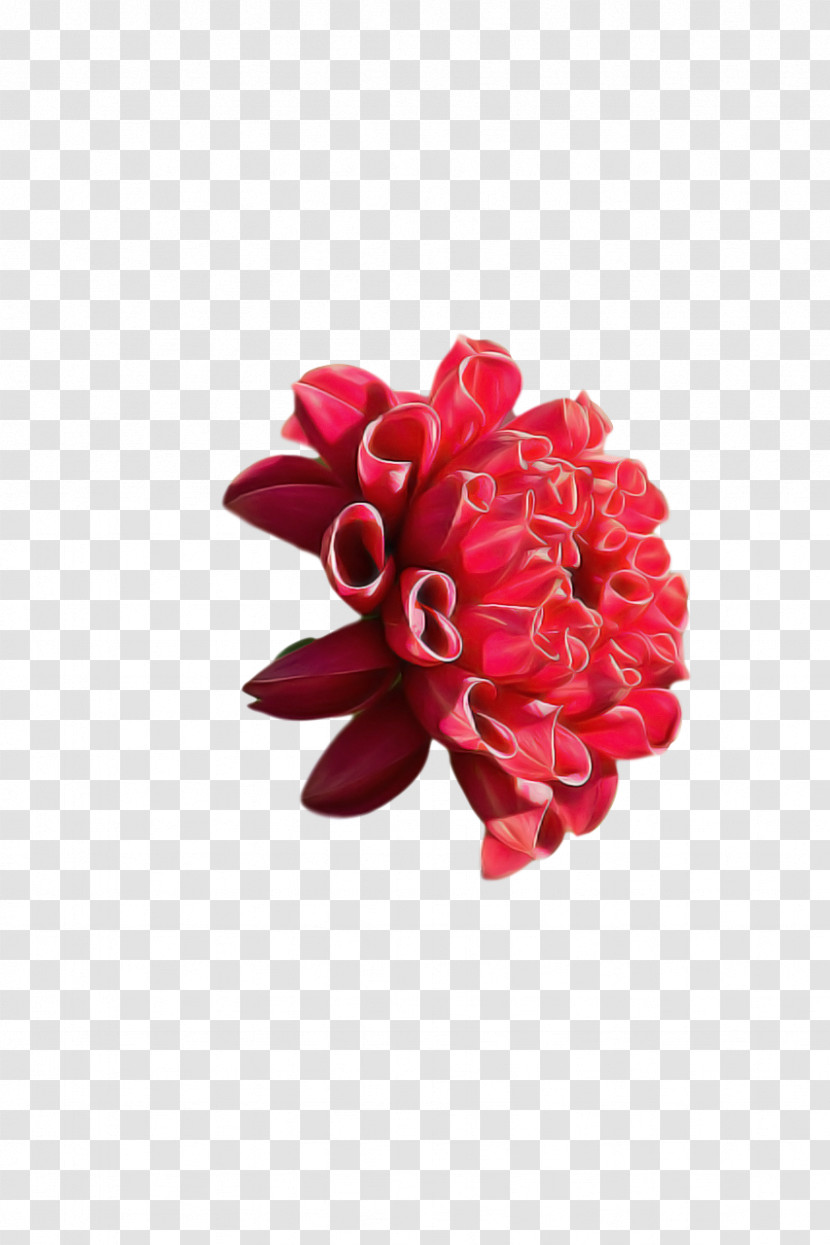 Cut Flowers Petal Red Flower Plants Transparent PNG