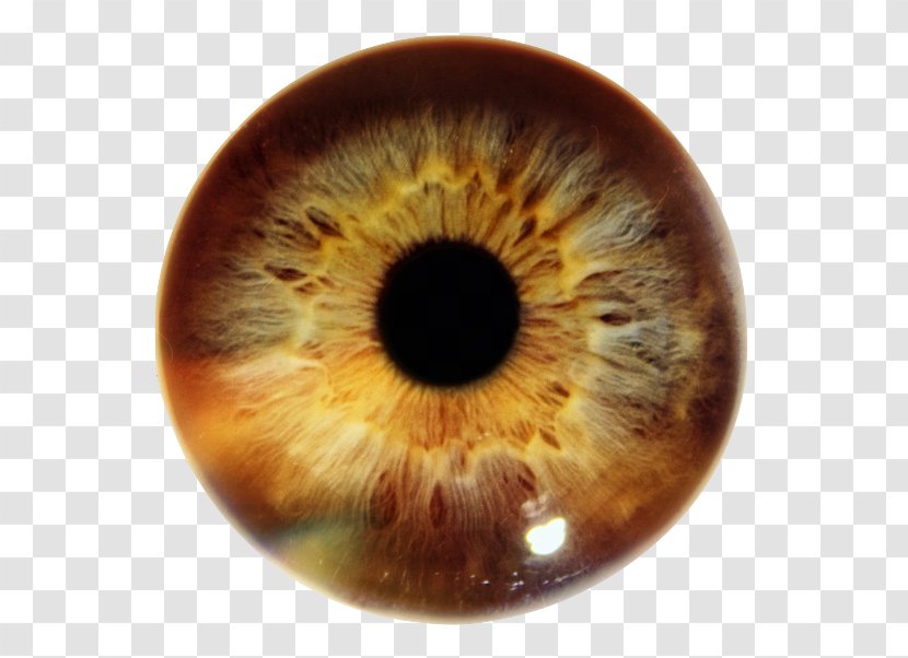 Iris Human Eye Pupil Color - Watercolor Transparent PNG