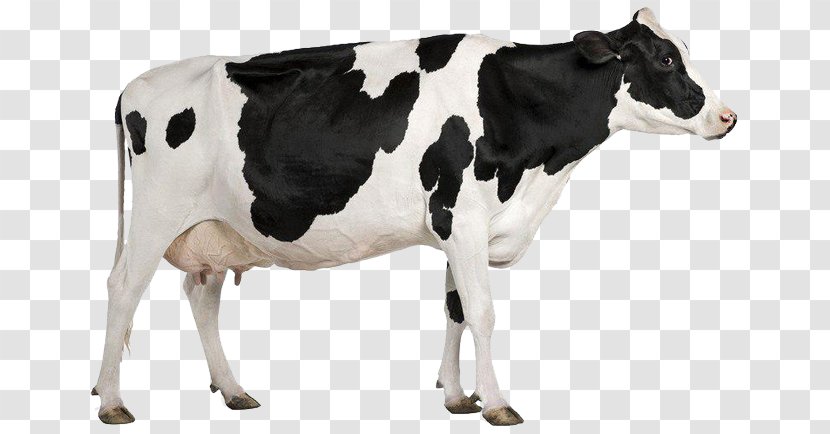 Holstein Friesian Cattle Milk Dairy Farming - Automatic Milking Transparent PNG