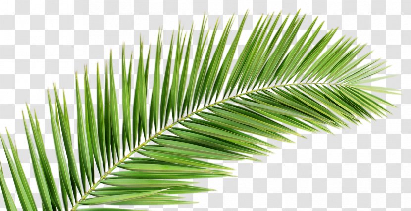Palm Branch Arecaceae Leaf Frond - Beach Leaves Transparent PNG