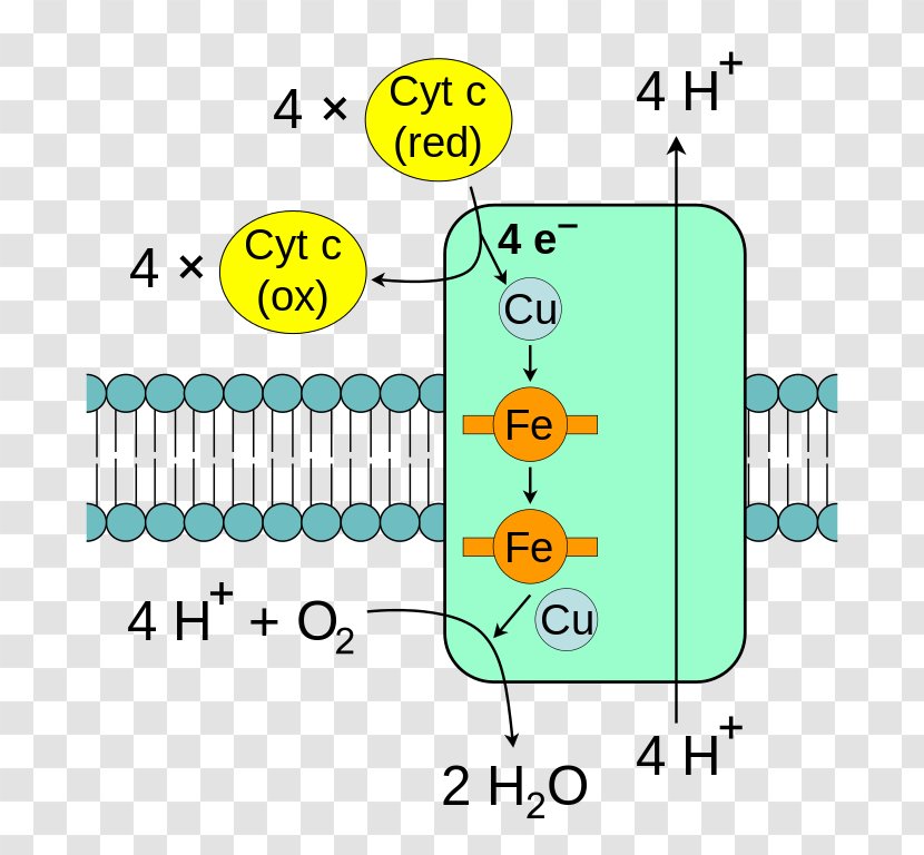 Cytochrome C Oxidase Electron Transport Chain Mitochondrion - Material - Complex Vector Transparent PNG