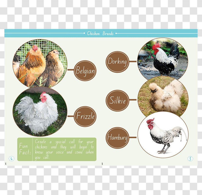 Organism - Fauna - Chicken Box Transparent PNG