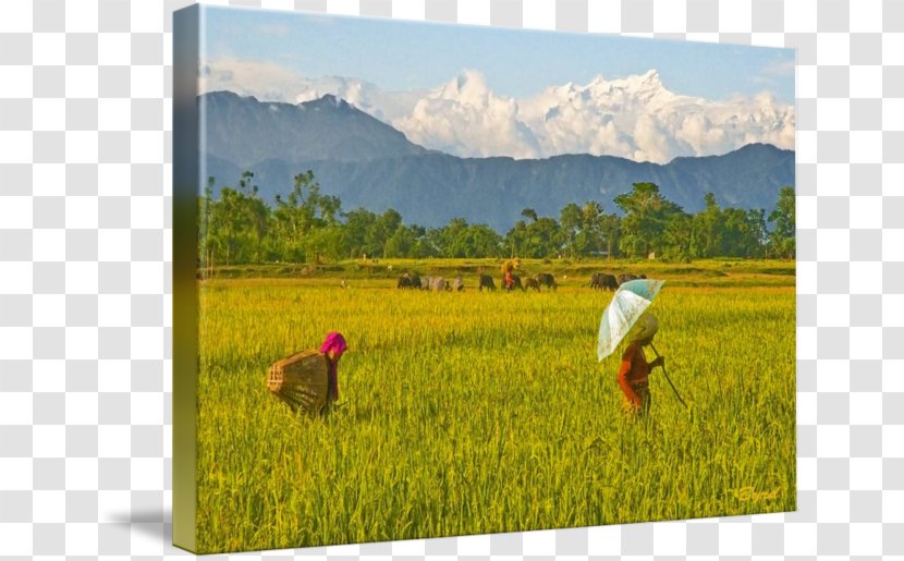 Paddy Field Watercolor Painting April 2015 Nepal Earthquake - Meadow - Rice Transparent PNG