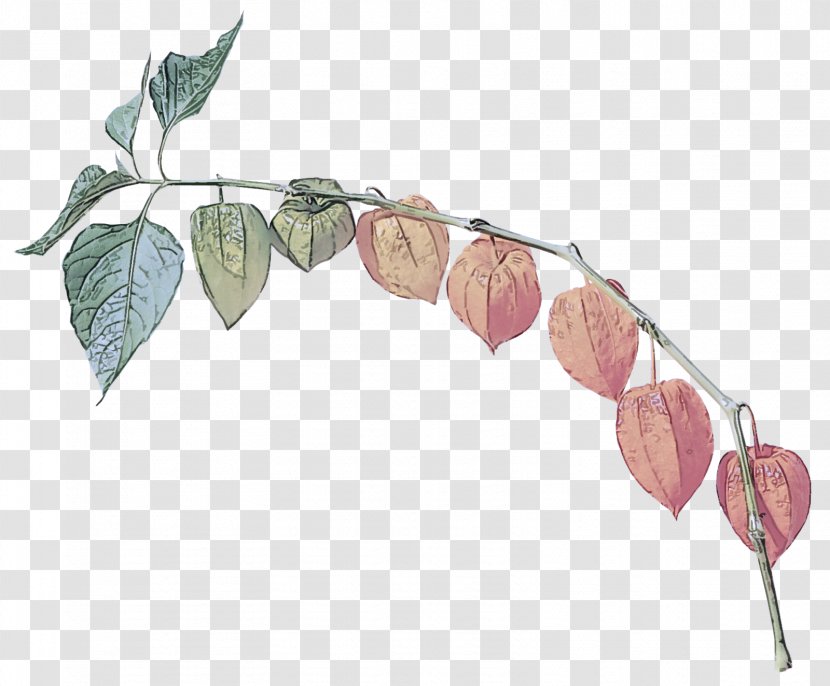 Leaf Plant Flower Branch Flowering - Peruvian Groundcherry Twig Transparent PNG