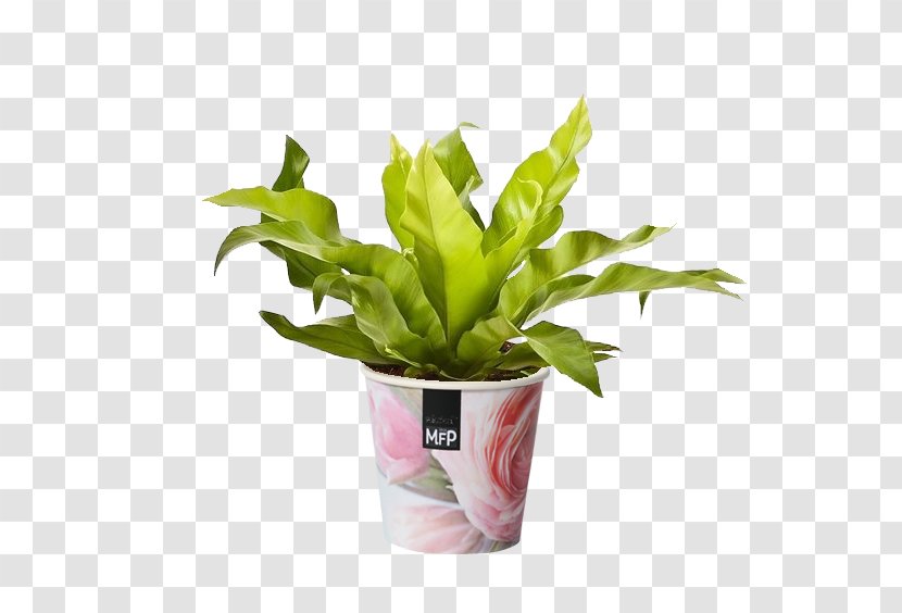 Asplenium Antiquum Houseplant Plants Flowerpot Leaf - Burknar Transparent PNG
