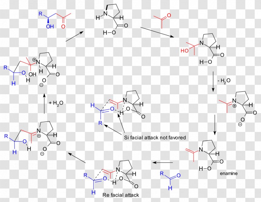 Hajos–Parrish–Eder–Sauer–Wiechert Reaction Organocatalysis Organic Chemistry Enamine - Fructosebisphosphate Aldolase - Plot Transparent PNG