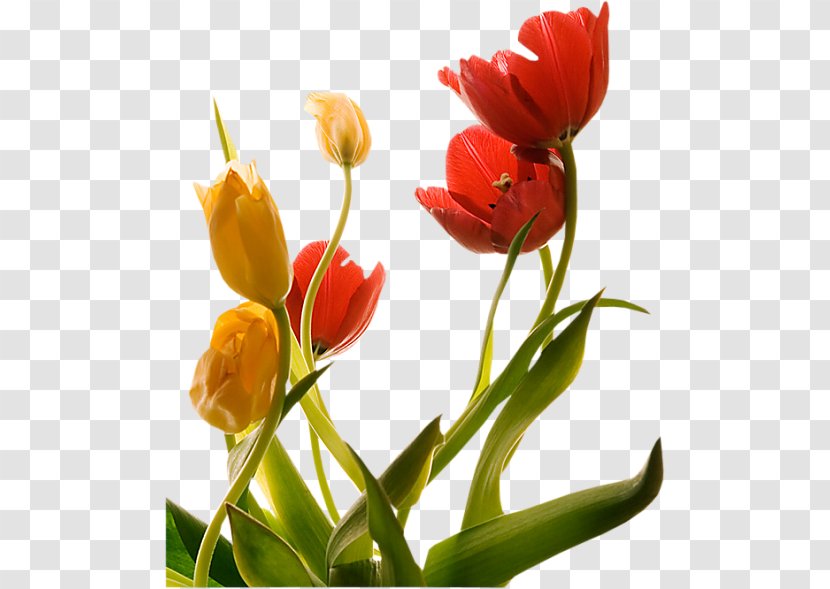 Tulip Flower Floraison Spring - Heart Transparent PNG