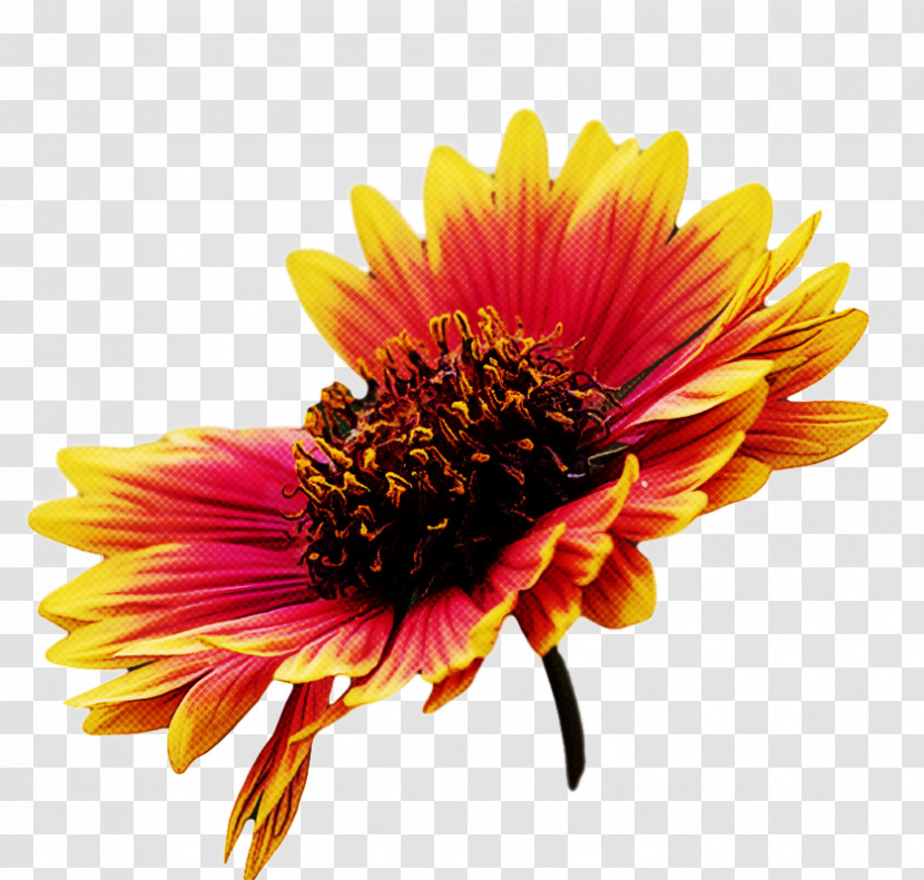 Blanket Flowers Transvaal Daisy Coneflower Cut Flowers Chrysanthemum Transparent PNG