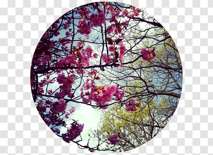 Cherry Blossom Floral Design Pattern - Branch Transparent PNG