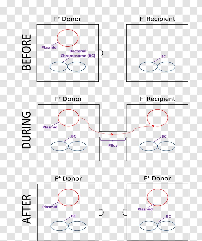 Bacterial Conjugation Horizontal Gene Transfer Plasmid Wikimedia Foundation Wikipedia - Text Transparent PNG