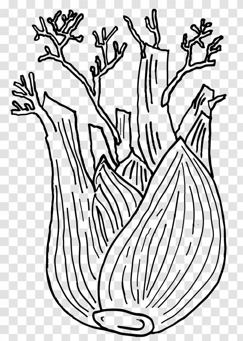 Fennel Plant Drawing Carrot Vegetable Transparent PNG