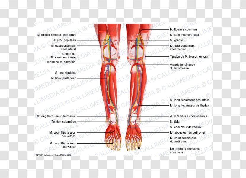 Tibialis Posterior Muscle Peroneus Longus Anterior Knee - Tree - Popliteal Artery Transparent PNG