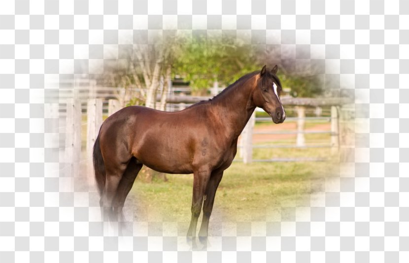 Mare Mustang Stallion Foal Colt Transparent PNG