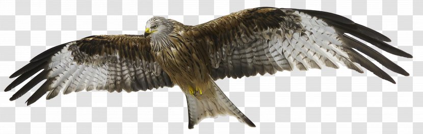 Red Kite Bird Of Prey Bald Eagle Transparent PNG