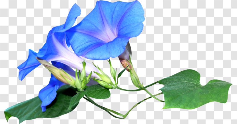 Flower Morning Glory - Violet Transparent PNG