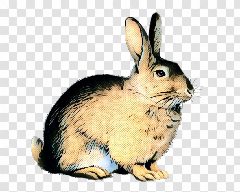 Domestic Rabbit Hare European Cottontail - Snowshoe Transparent PNG