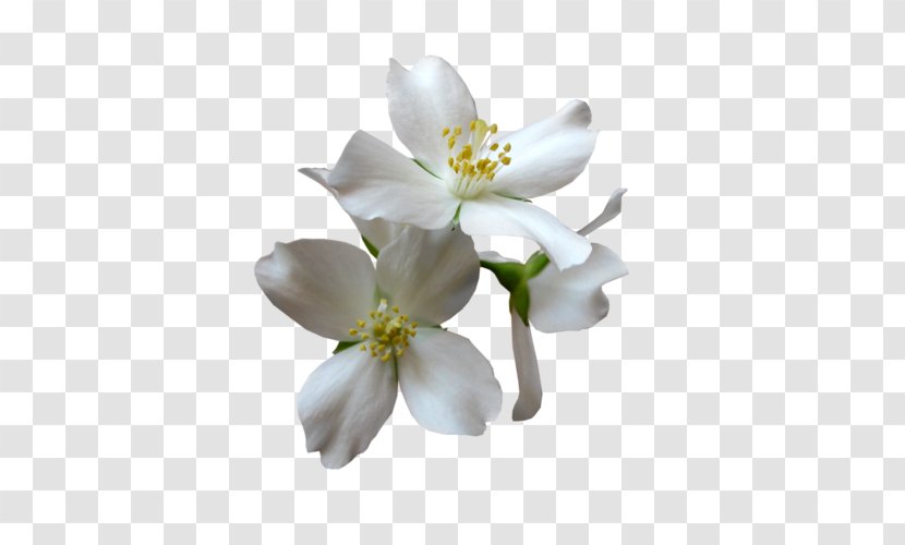 Magnolia Family Petal Flower - Plants - Jasminum Infographic Transparent PNG