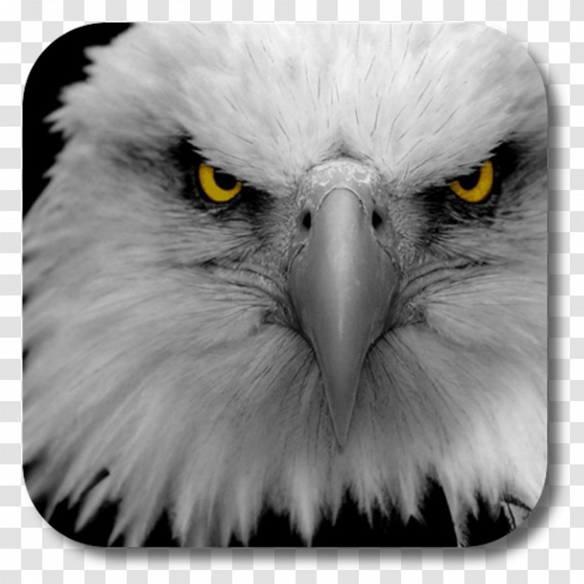 Bald Eagle Desktop Wallpaper Eye Drawing - Owl Transparent PNG
