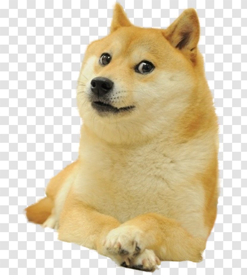 Dogecoin Shiba Inu - Flower - The Dog Is Paying A New Year Call Transparent PNG