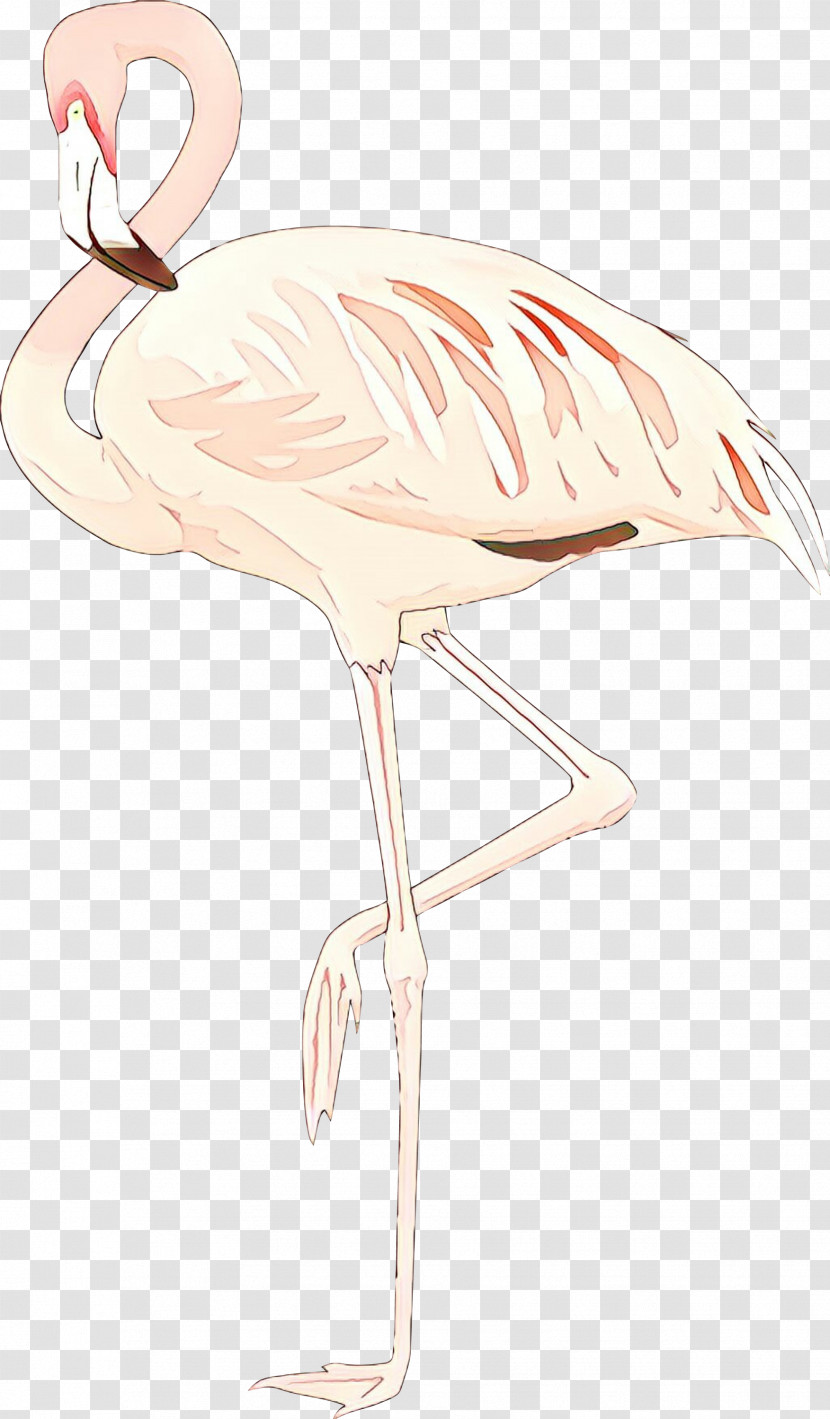 Flamingo Transparent PNG