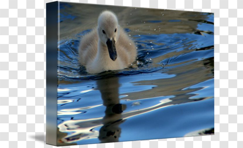 Cygnini The Ugly Duckling Gallery Wrap Canvas Transparent PNG