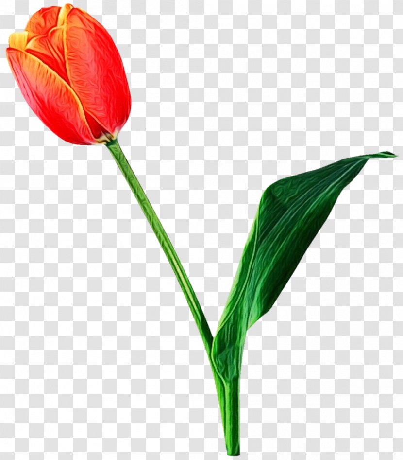 Flower Tulip Plant Leaf Flowering - Cut Flowers Stem Transparent PNG