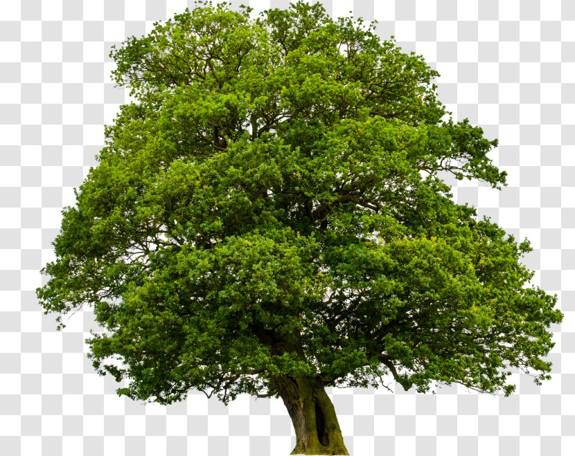 Arbor Day - Ulmus Glabra - Californian White Oak Maple Transparent PNG