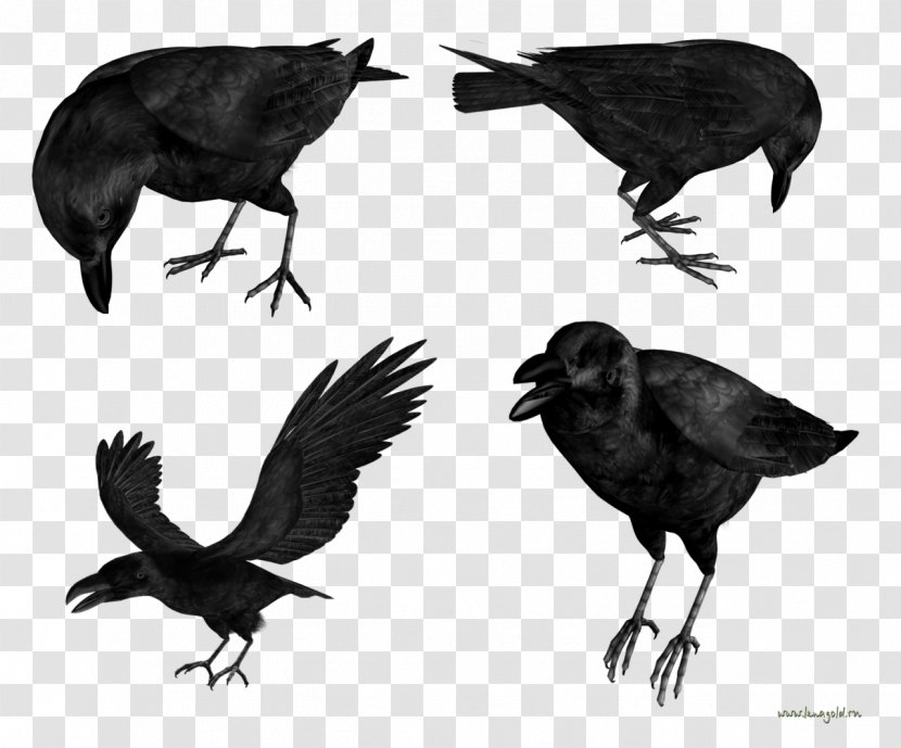 American Crow Rook New Caledonian Common Raven Bird - Wing Transparent PNG