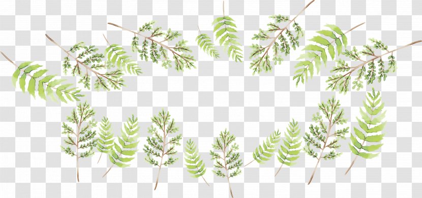 Leaf Branch - Plants - Fern Flower Transparent PNG