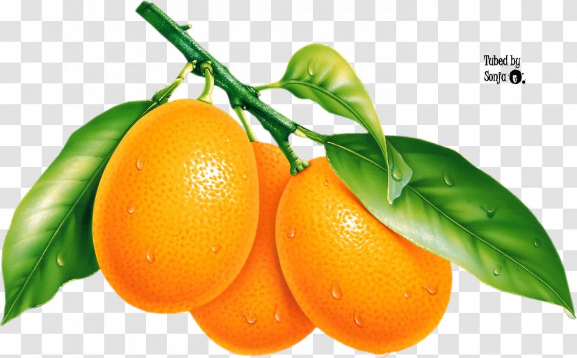 Pomelo Mandarin Orange Tangerine - Mango Transparent PNG