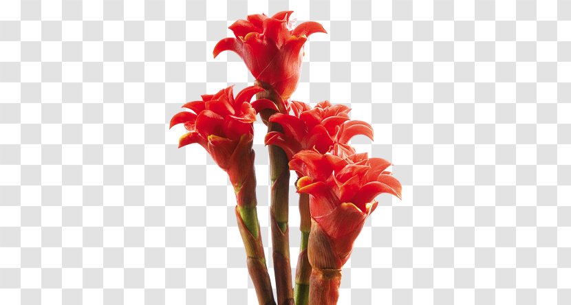 Canna Costus Ginger Family Heliconia Bihai Chartacea - Flower Transparent PNG