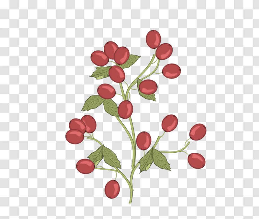 Lingonberry Pink Peppercorn Radish Flower - Leaf - Clipps Sign Transparent PNG
