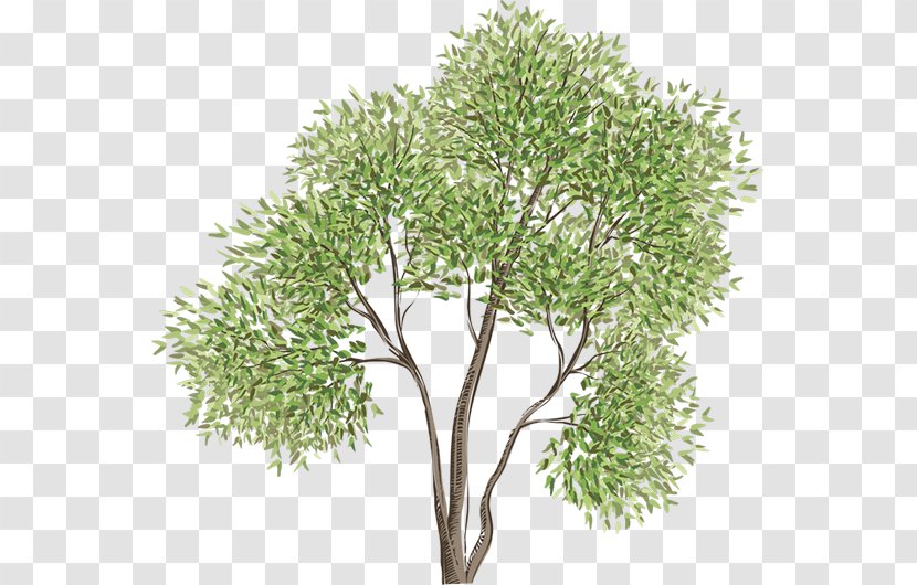 Vector Graphics Tree Image Drawing Transparent PNG