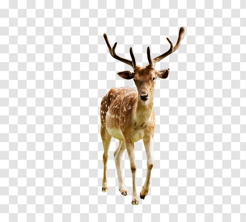 Red Deer Elk Reindeer White-tailed - White Tailed Transparent PNG