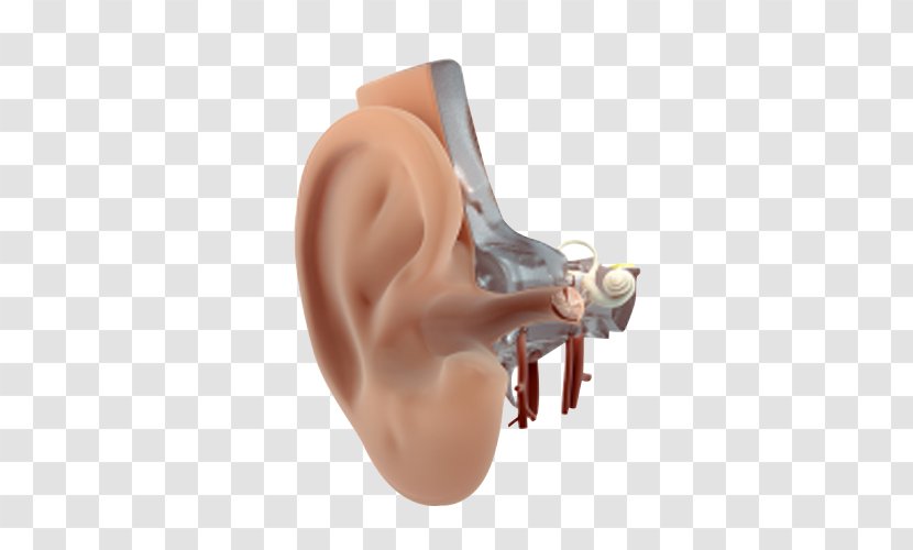 Hearing - Flower - Outer Ear Transparent PNG