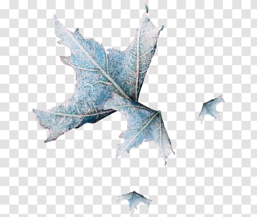 Autumn Leaf Color Winter Flower Transparent PNG