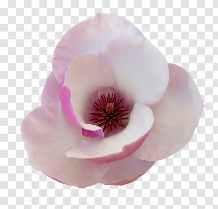 Magnolia Flower Petal Tulip - Flowering Plant Transparent PNG