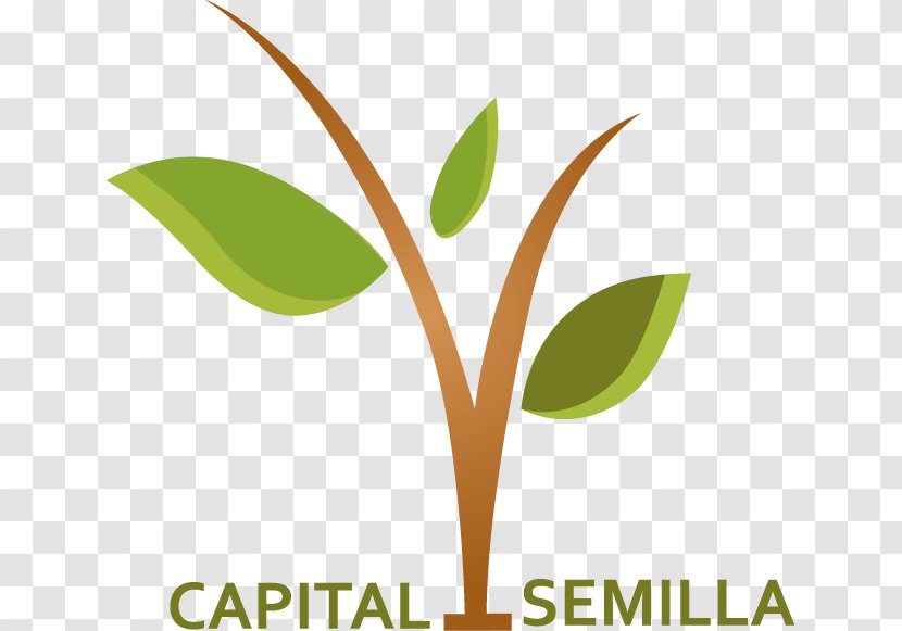 Seed Money Capital Funding Empresa Investor - Information - Semillas Transparent PNG