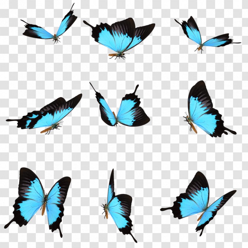 Flies - Butterfly - Pollinator Transparent PNG