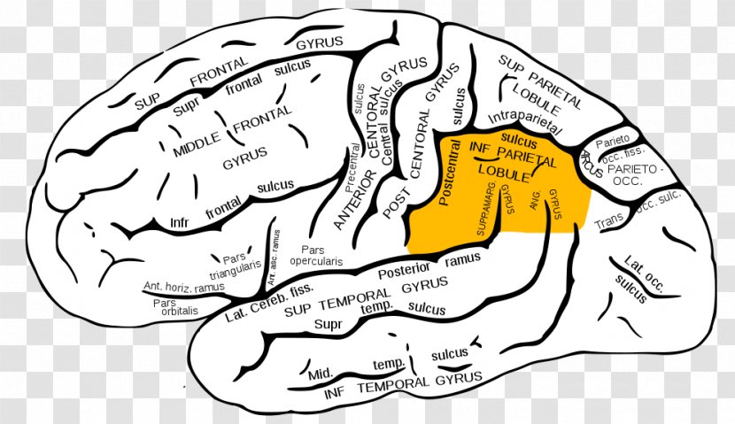 Inferior Parietal Lobule Lobe Frontal Gyrus Superior Lobes Of The Brain - Watercolor - Red Ipl Transparent PNG